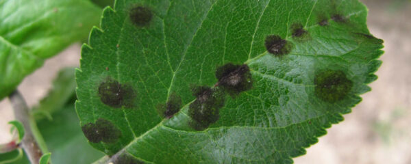 maladies fongiques des plantes