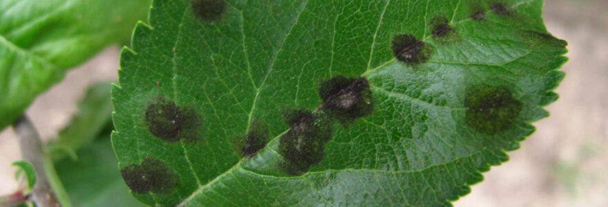 maladies fongiques des plantes