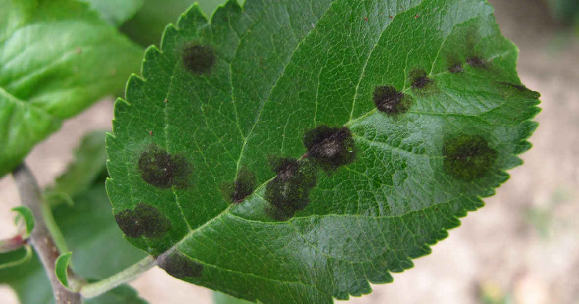 maladies fongiques des plantes