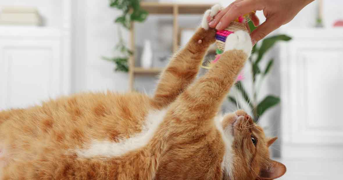 chats