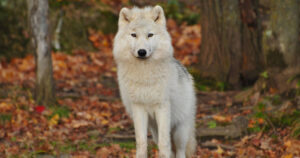 parcs aux animaux