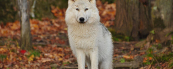 parcs aux animaux