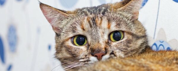 chat stressé