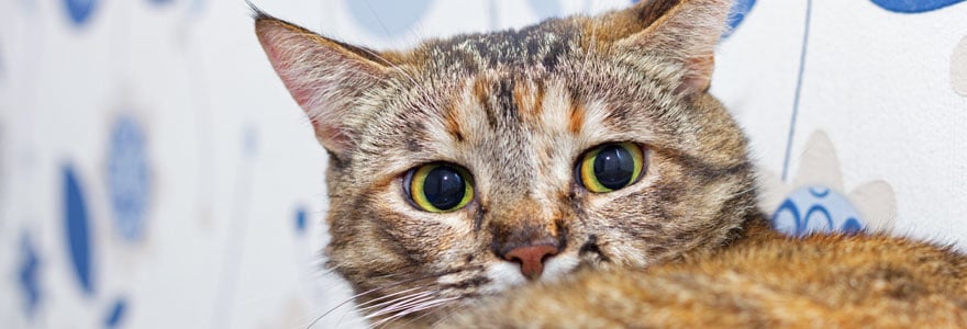 chat stressé