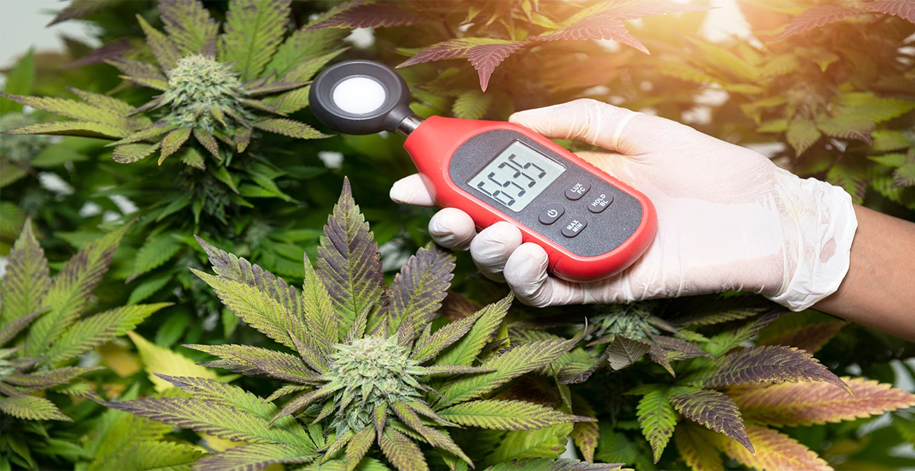 Un hygromètre digital inséré dans un bocal de fleurs de CBD affiche un taux d'humidité proche de 60 %.