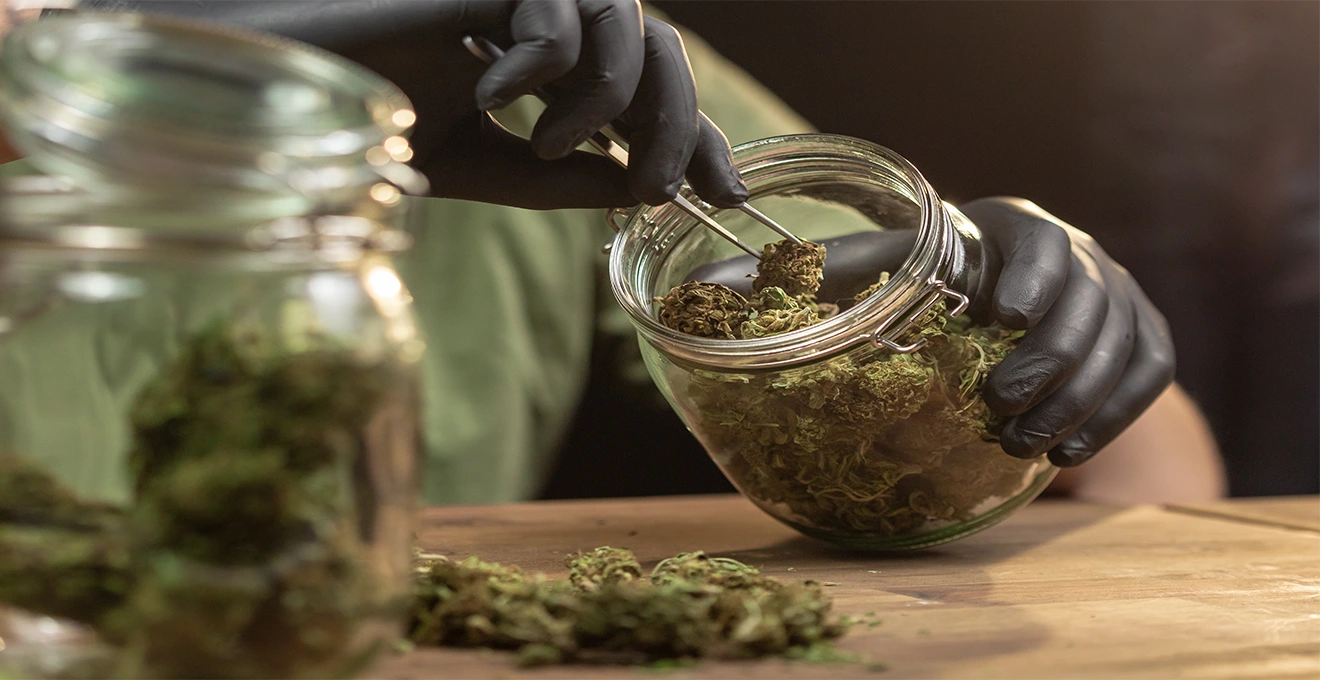 Des mains examinent une fleur de CBD au-dessus d'un bocal ouvert, une fleur desséchée posée à côté sur une petite assiette.